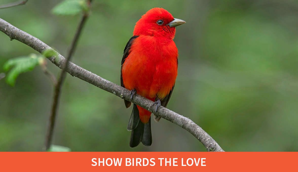 Show Birds The Love; Scarlet Tanager