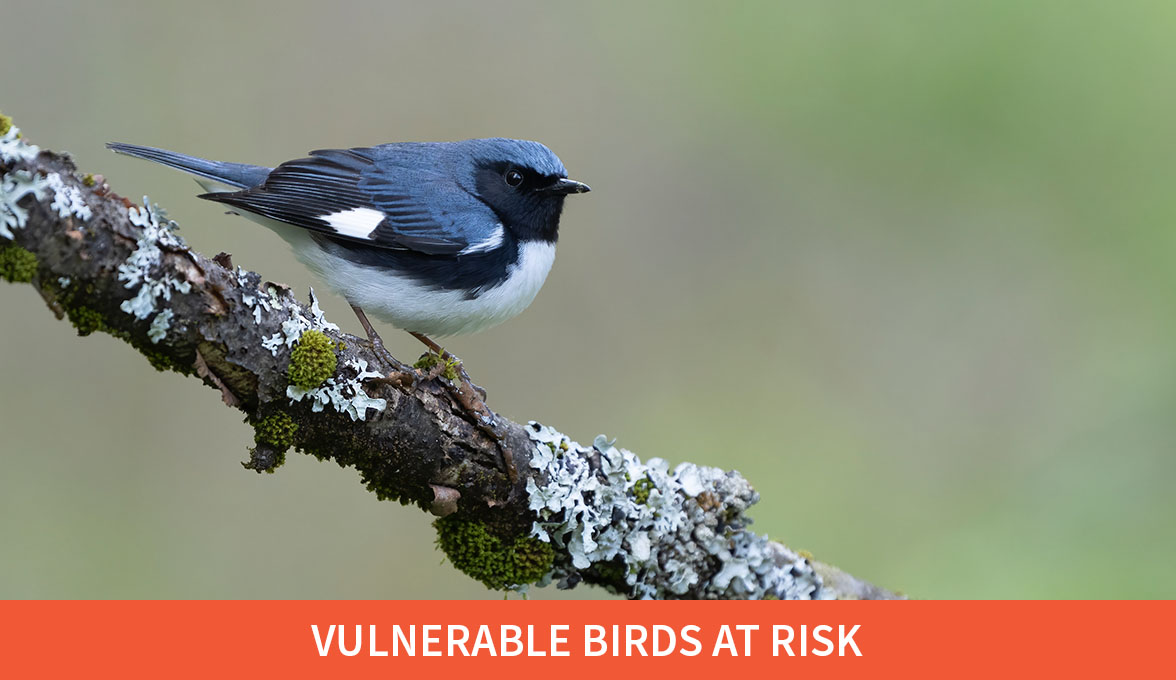 Vulnerable Birds at Risk; Black-throated Blue Warbler