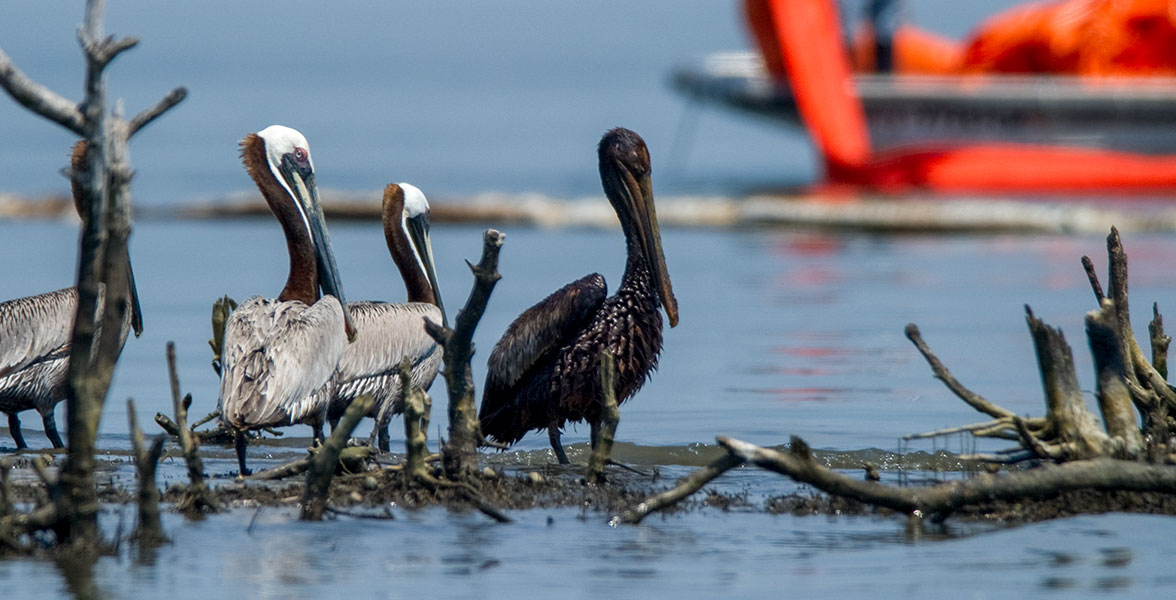 Oiled Brown Pelican.