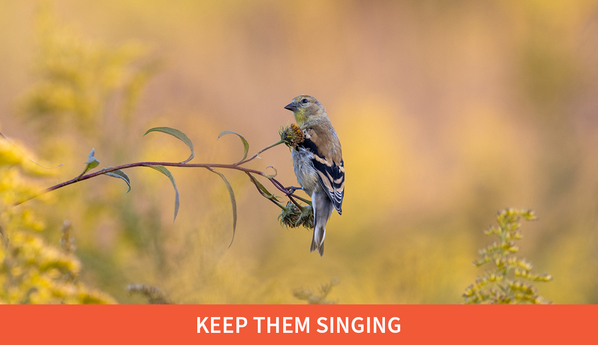 Keep them singing; American Goldfinch