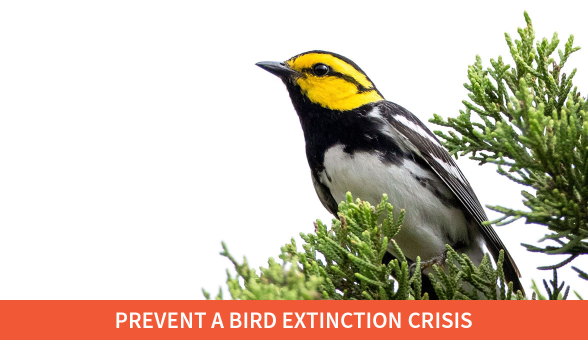 Prevent a bird extinction crisis; Golden-cheeked Warbler