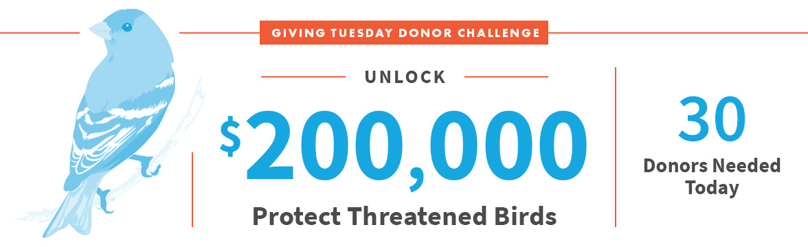 Unlock $200,000; Protect Threatened Birds; 30 Donors Needed