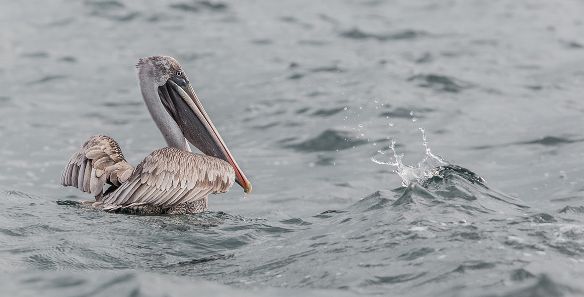 Brown Pelican.