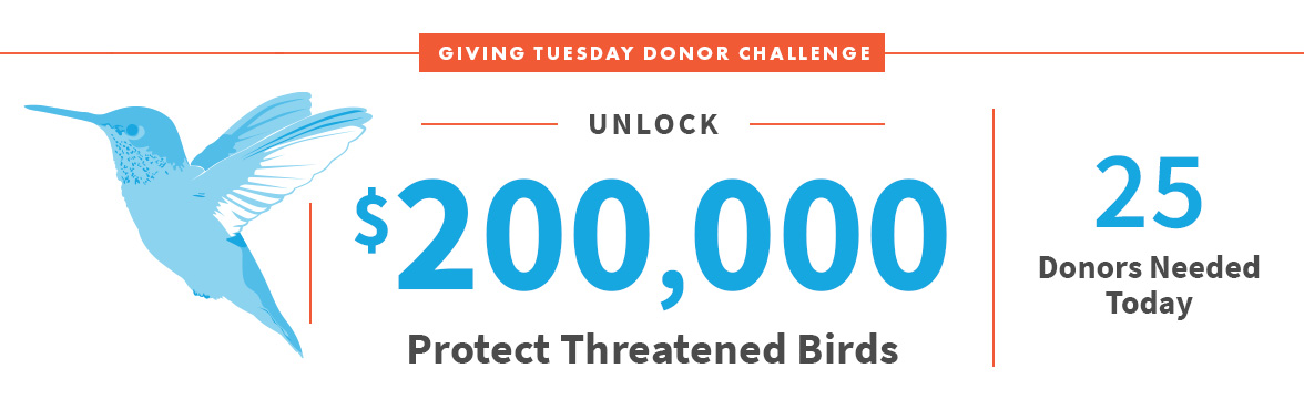 Unlock $200,000; Protect Threatened Birds; 25 Donors Needed