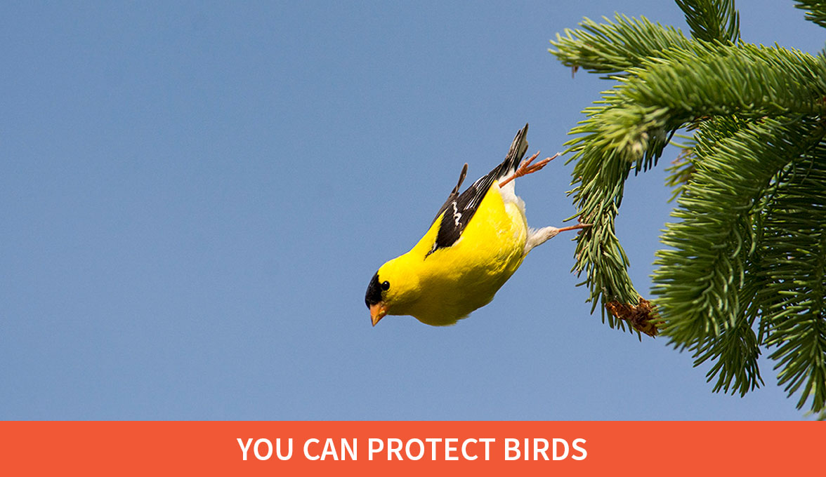 American Goldfinch.