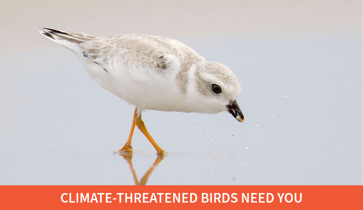 Piping Plover.