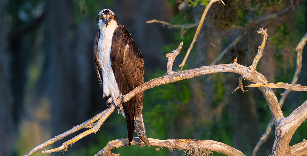 Osprey.