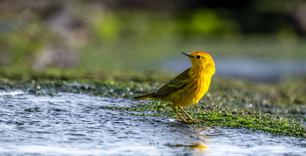 Yellow Warbler.