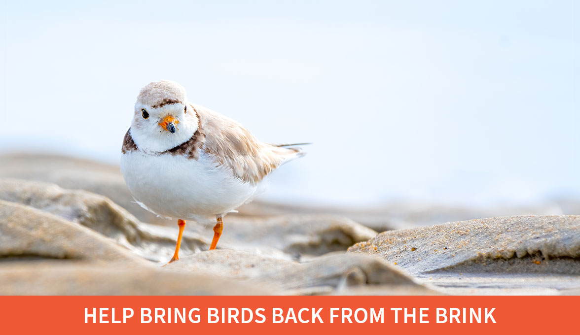 Help Bring Birds Back From The Brink; Piping Plover.