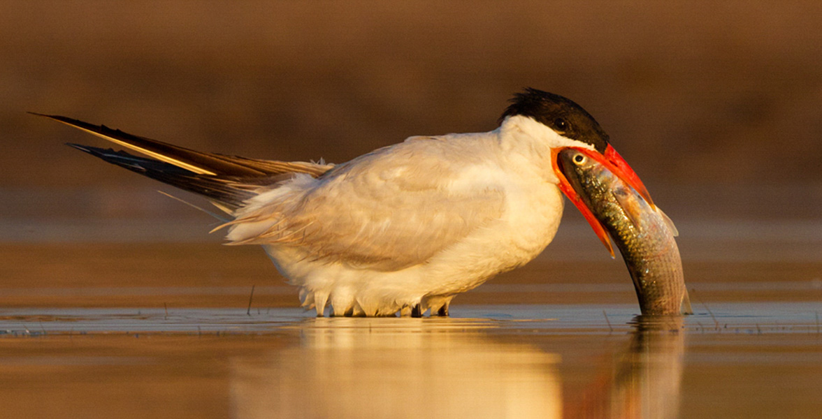 Caspian Tern.