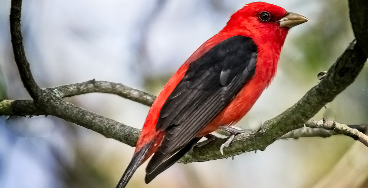 Scarlet Tanager.