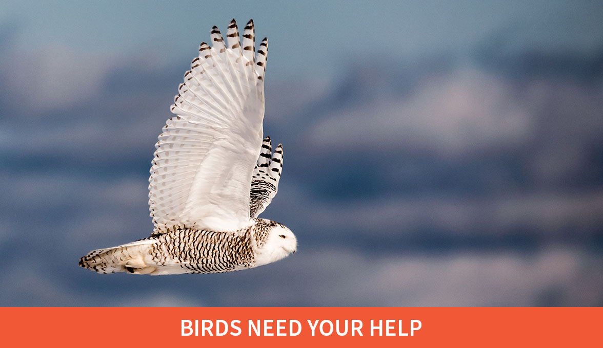 Birds Need your Help; Snowy Owl