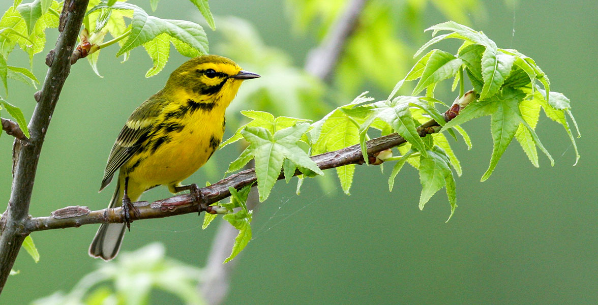 Prairie Warbler.