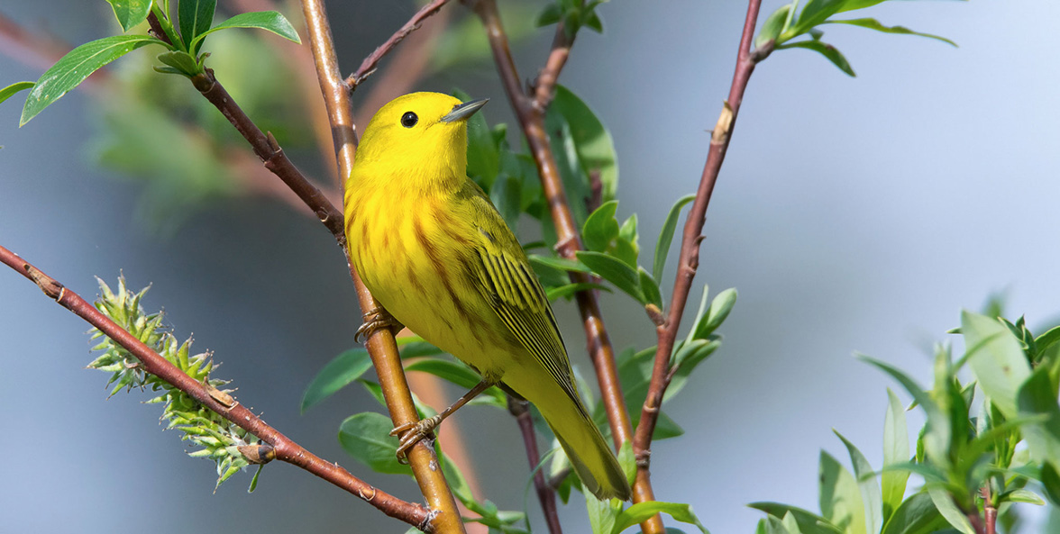 Yellow Warbler.