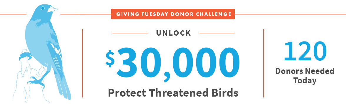 Unlock $30,000; Protect Threatened Birds; 120 Donors Needed