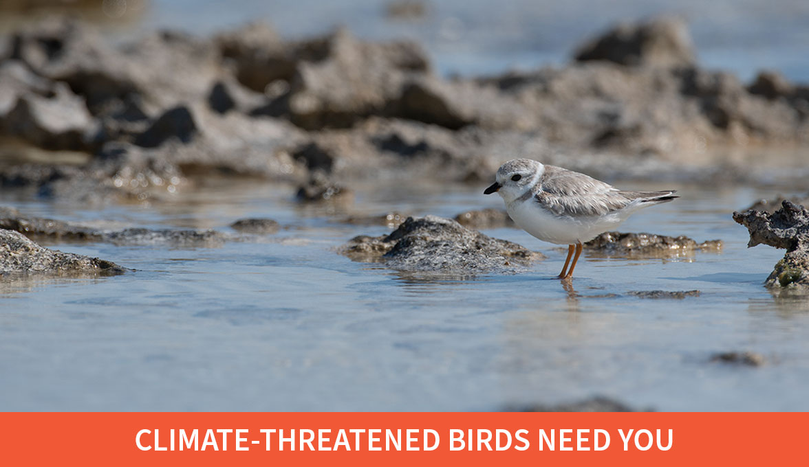 Piping Plover.