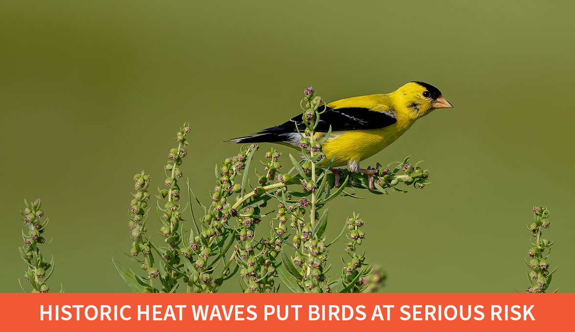 American Goldfinch.