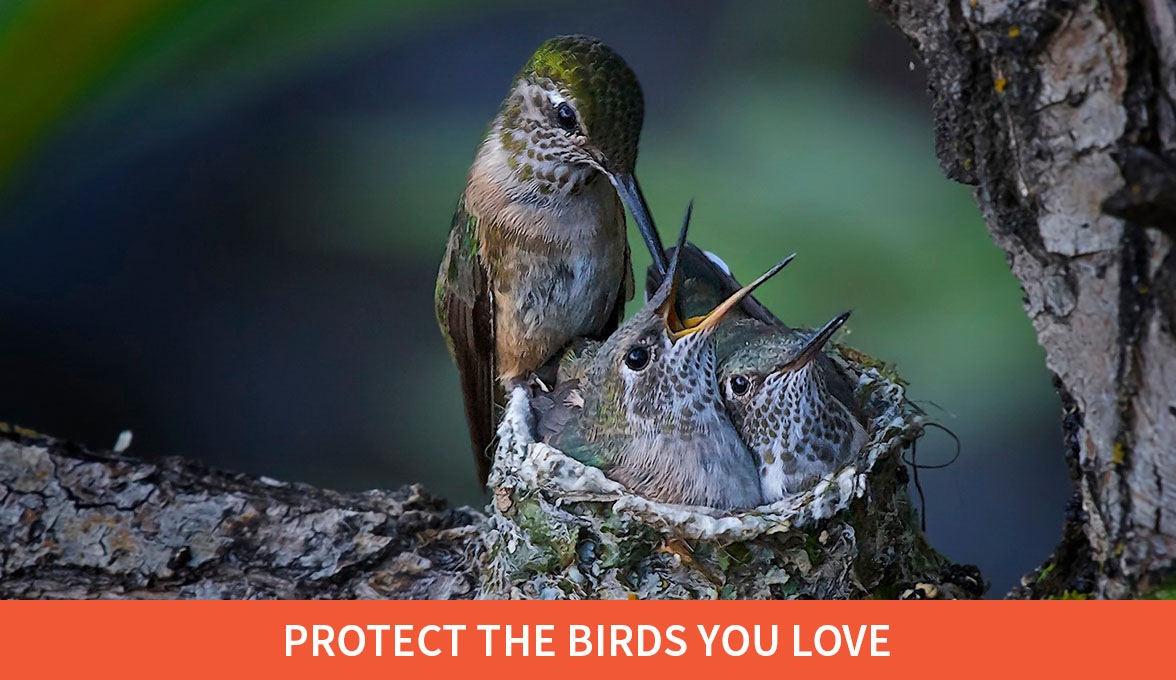 Protect the birds you love; Broad-tailed Hummingbirds