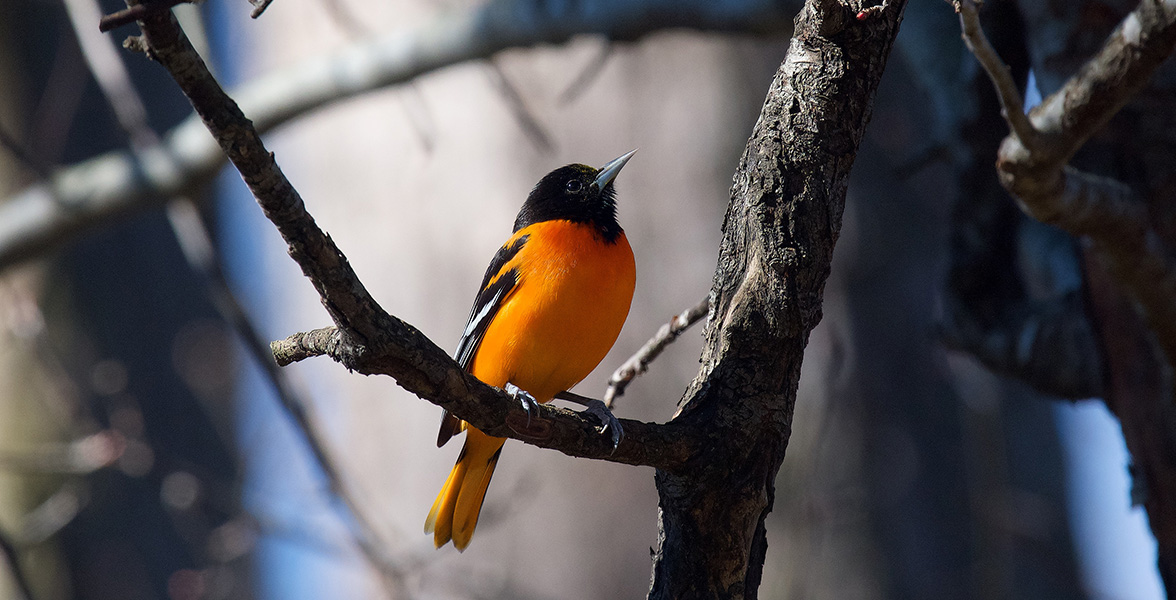 Baltimore Oriole.