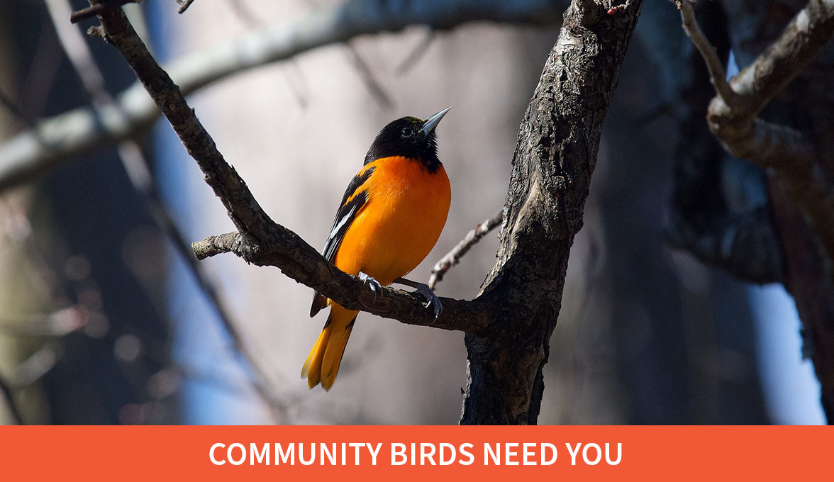 Community Birds Need You; Baltimore Oriole.