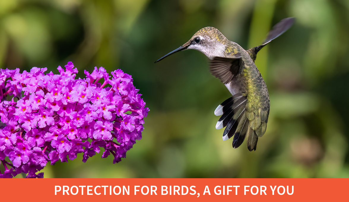 Vulnerable birds are at risk; Ruby-throated Hummingbird