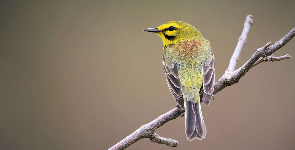 Prairie Warbler.