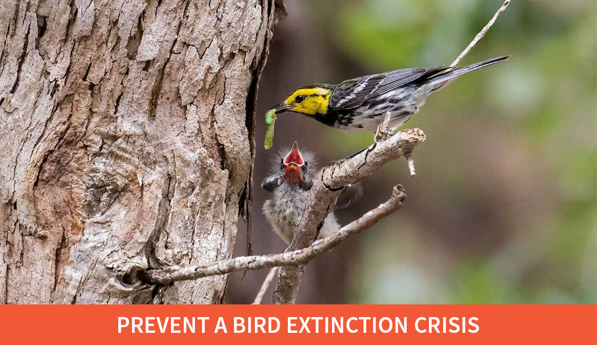 Prevent a bird extinction crisis; Golden-cheeked Warbler