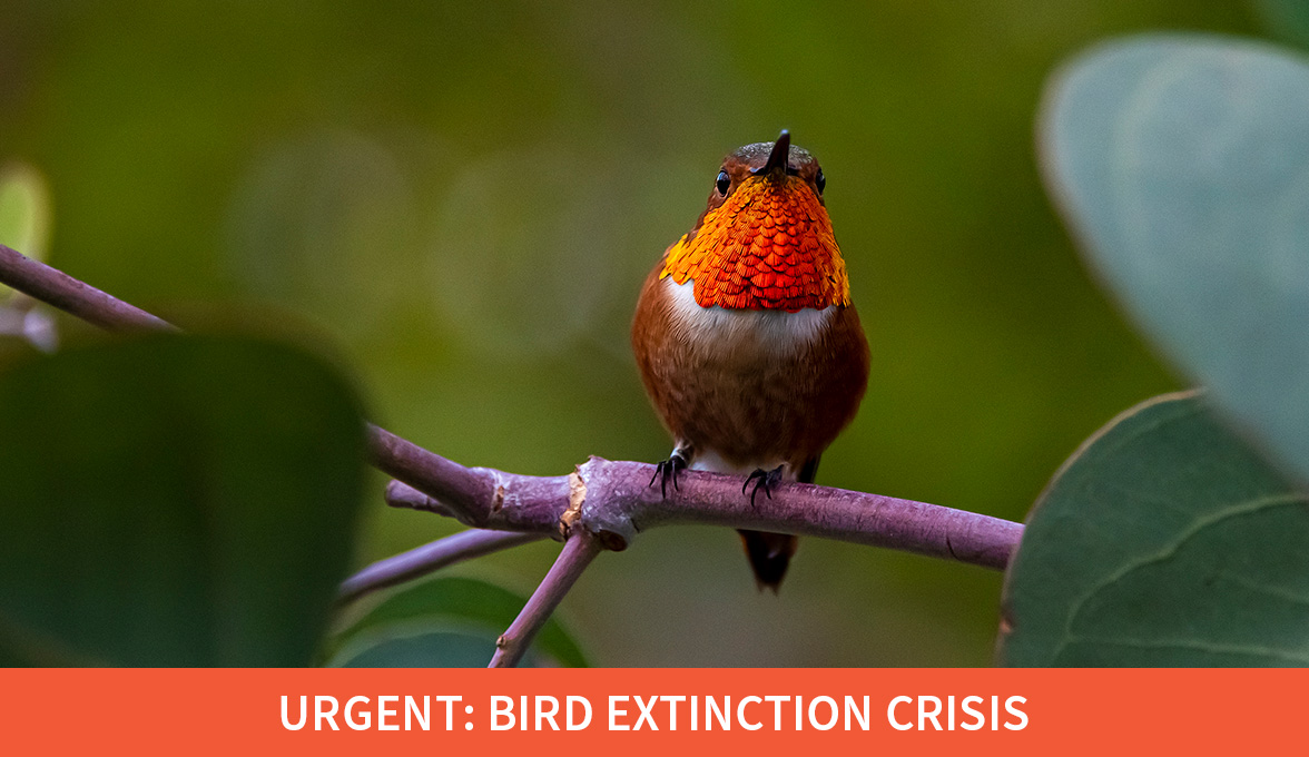 Urgent: Bird Extinction Crisis; Allen's Hummingbird