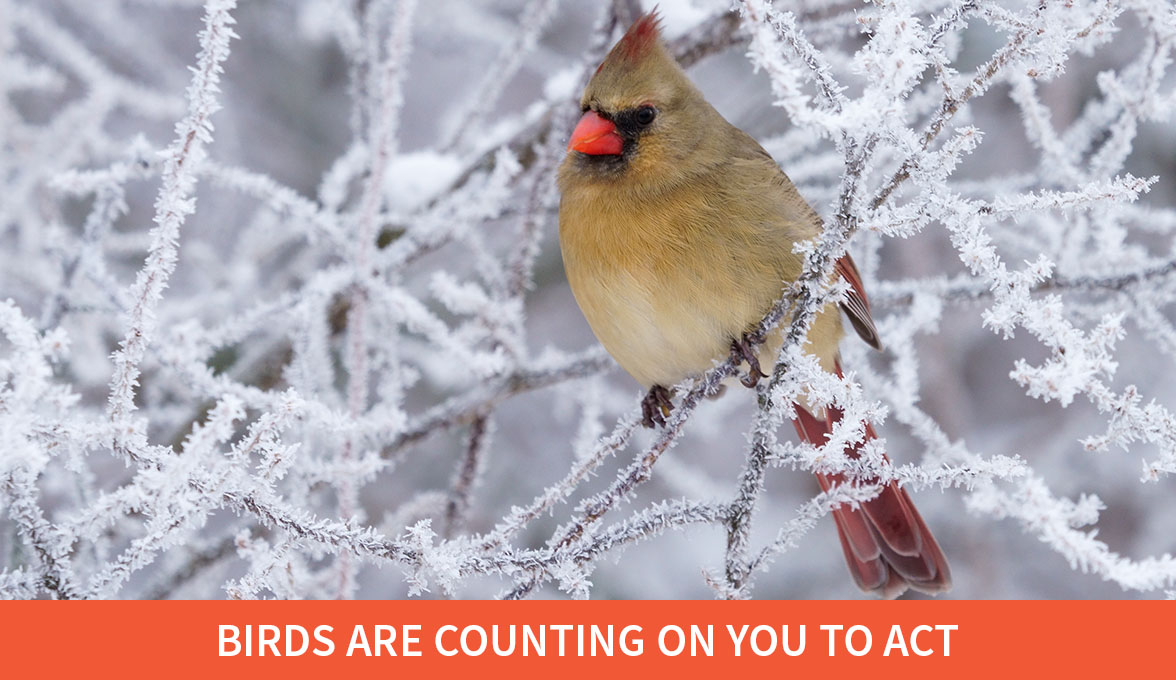 Northern Cardinal.