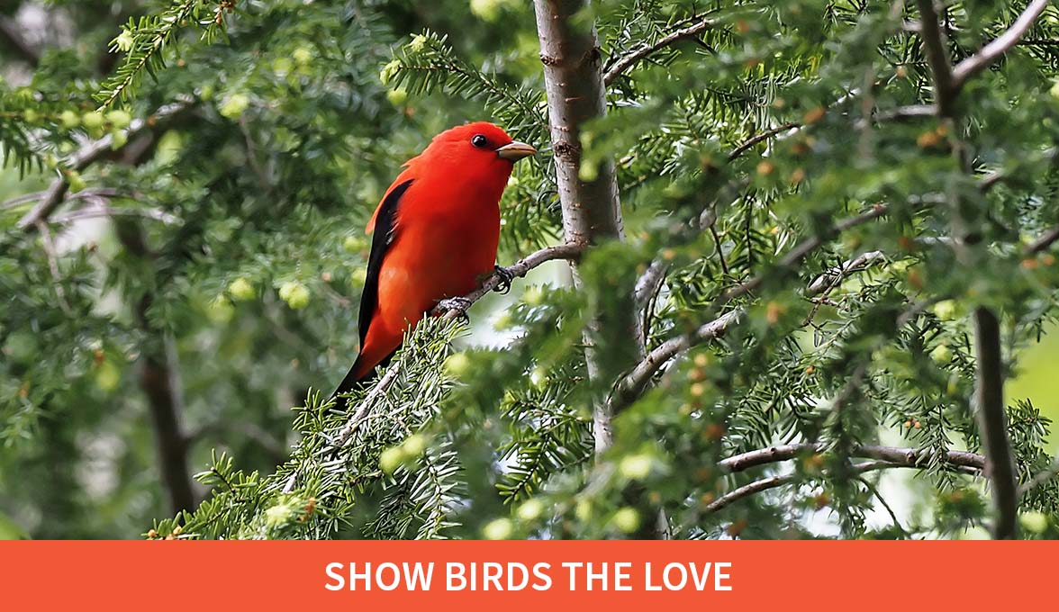 Show Birds The Love; Scarlet Tanager