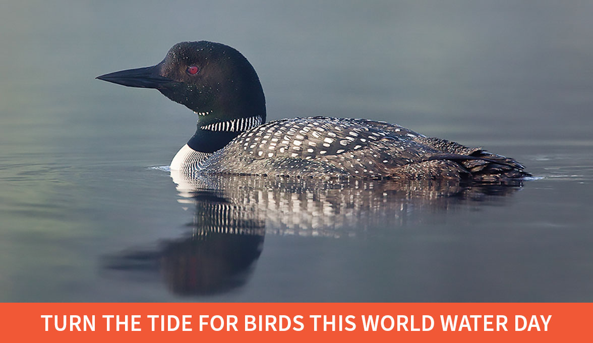 Common Loon.