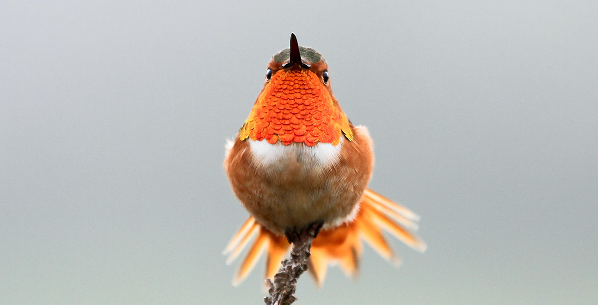 Allen's Hummingbird.