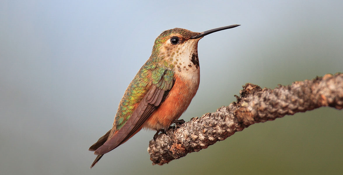 Rufous Hummingbird.