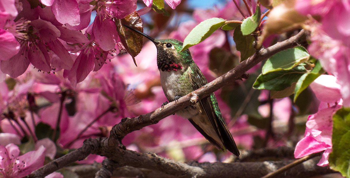 Broad-tailed Hummingbird.