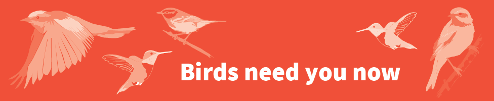 Birds need you now; bird illustrations
