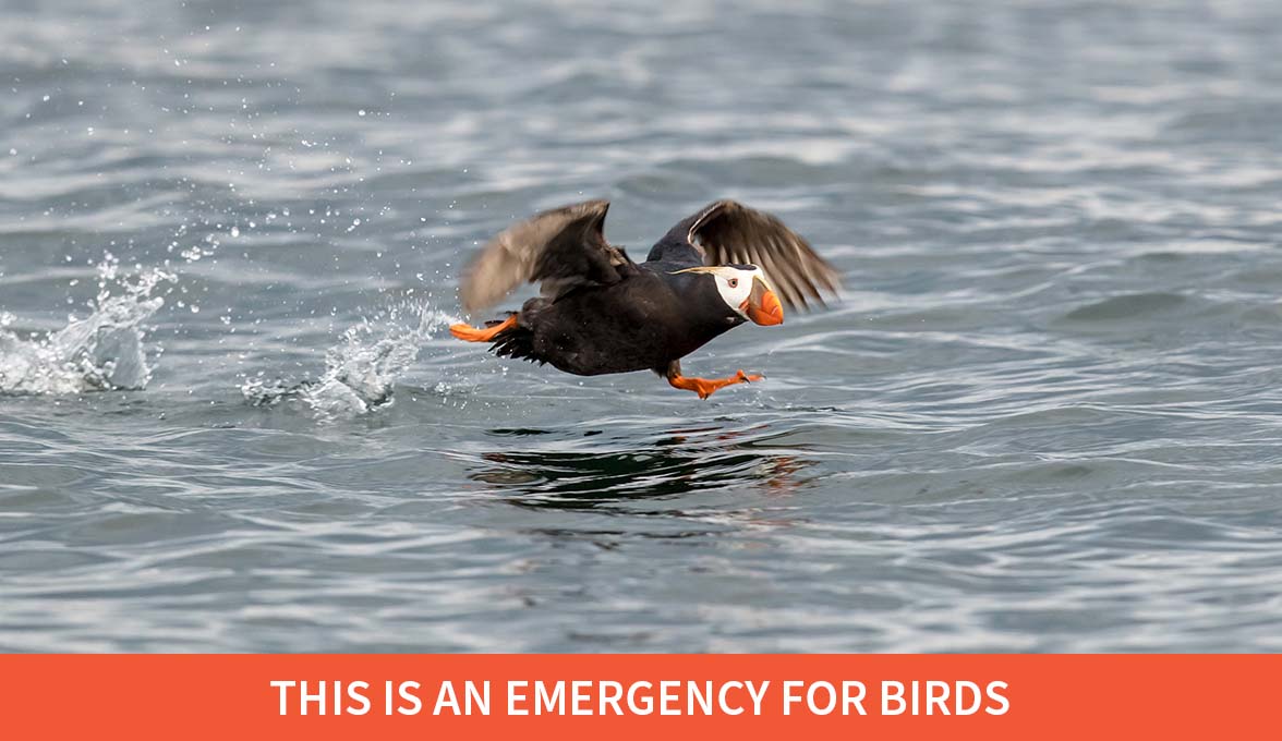 Tufted Puffin.