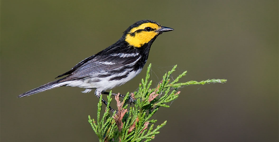 Golden-cheeked Warbler.