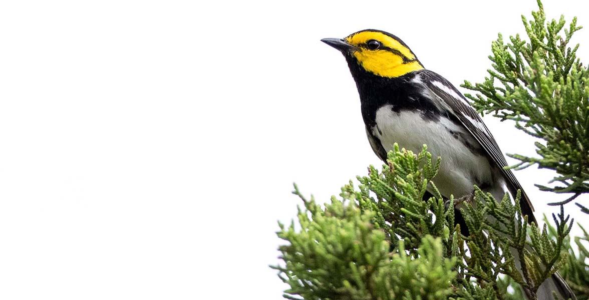 Golden-cheeked Warbler.