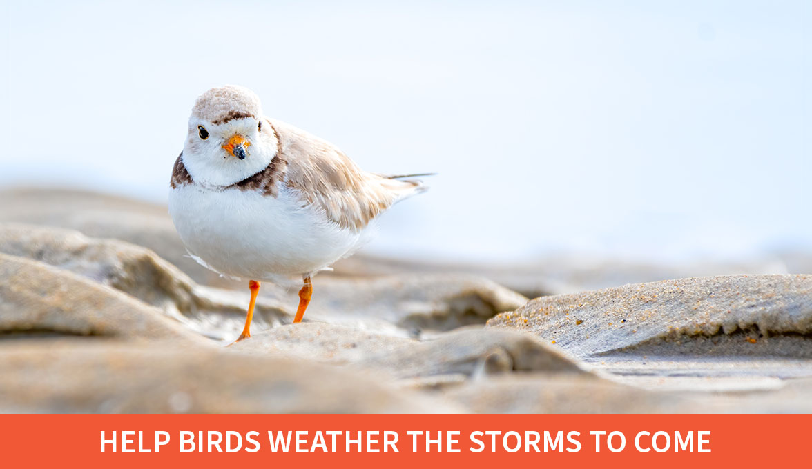 Piping Plover.