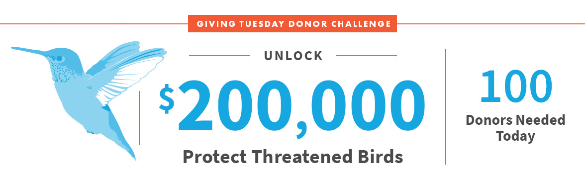 Unlock $200,000; Protect Threatened Birds; 100 Donors Needed