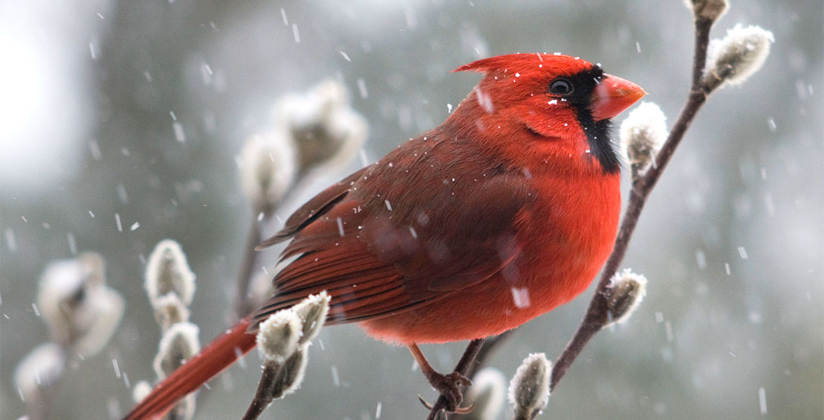 Northern Cardinal.