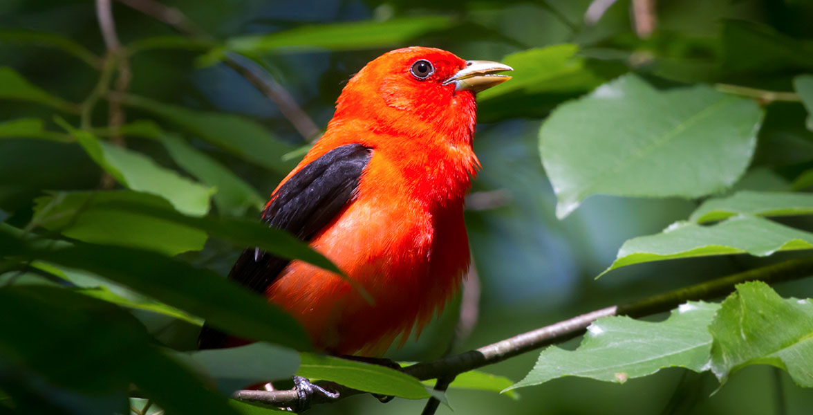 Scarlet Tanager.