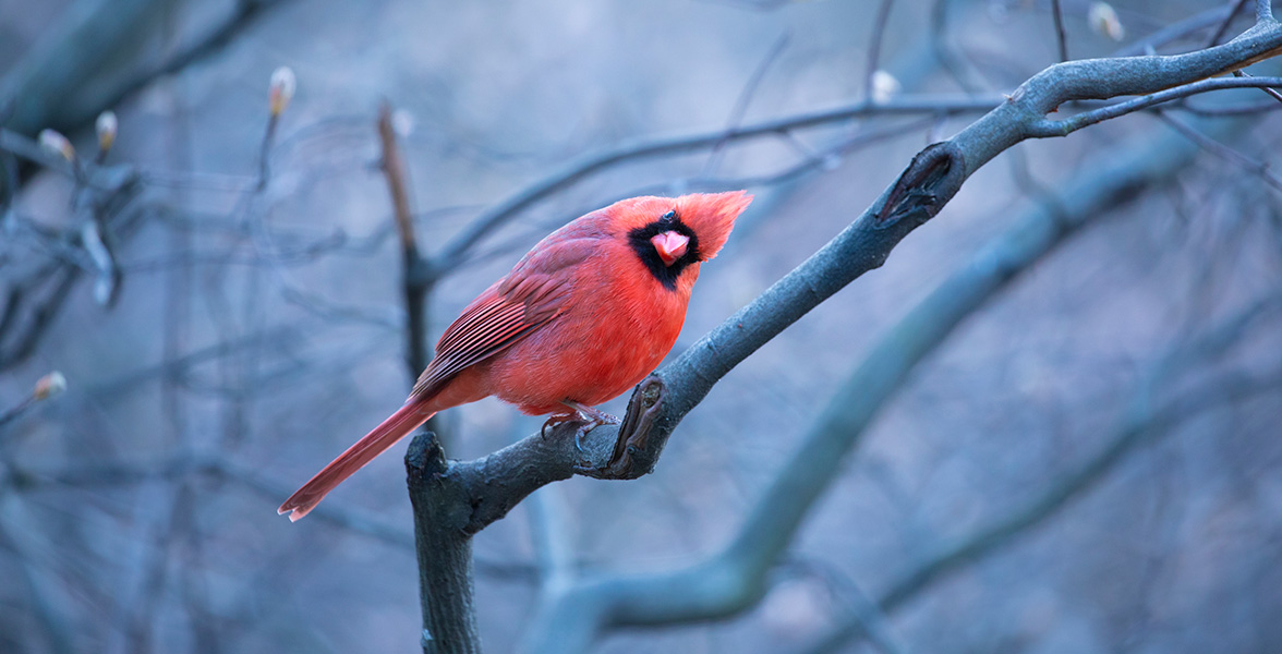 Northern Cardinal.