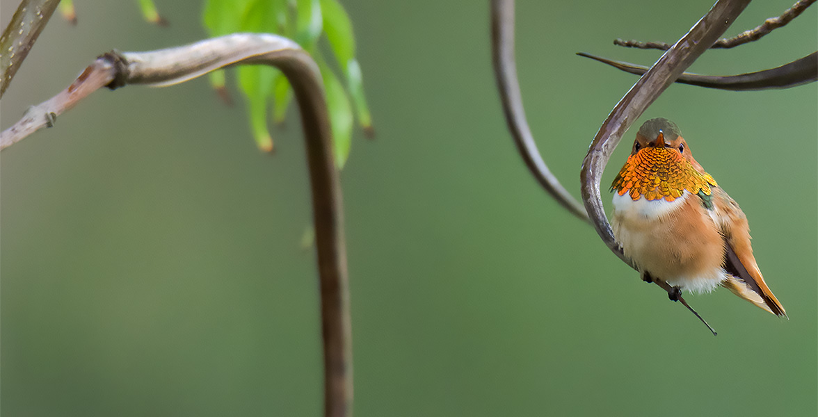 Allen's Hummingbird.