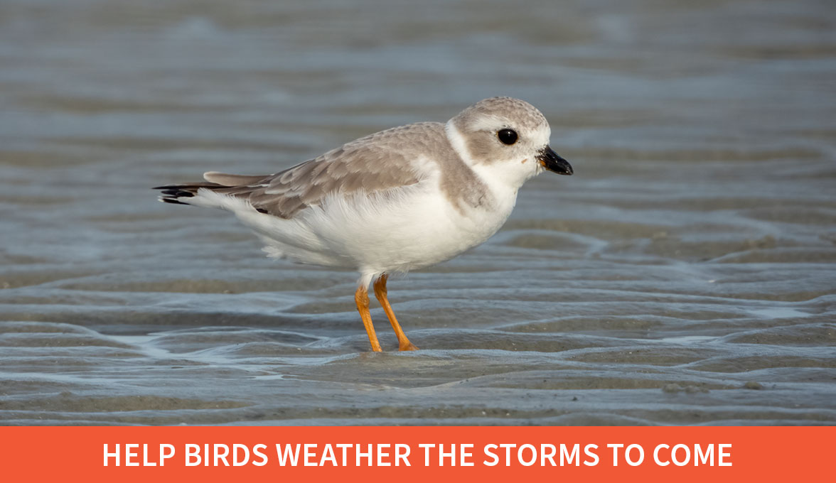 Piping Plover.