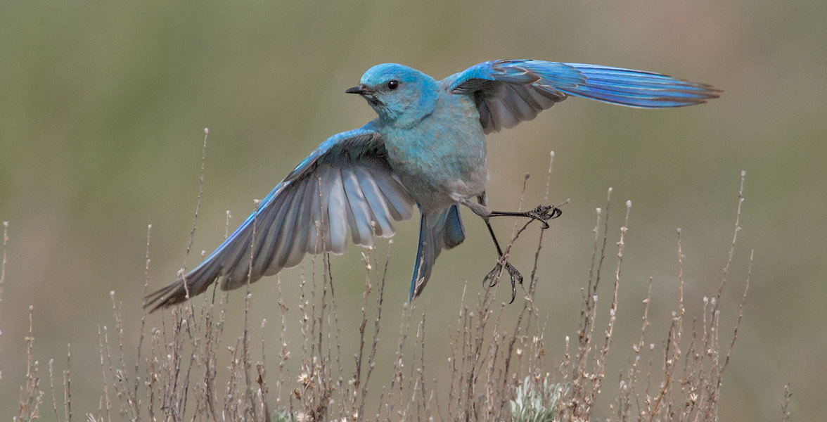 Mountain Bluebird.