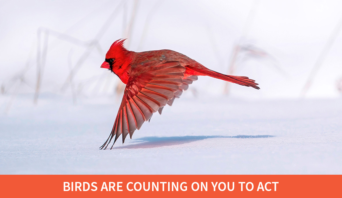 Northern Cardinal.