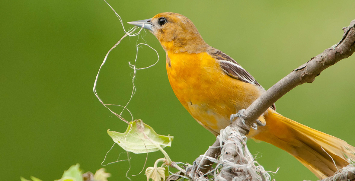 Baltimore Oriole.