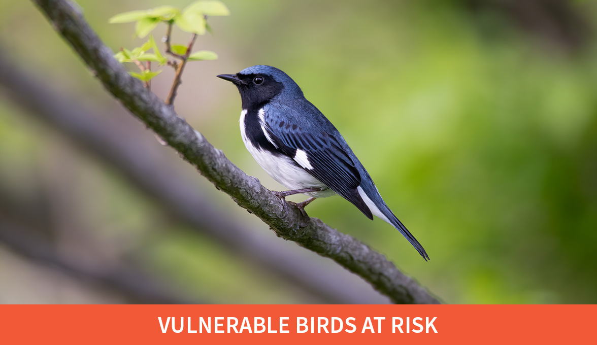 Vulnerable Birds at Risk; Black-throated Blue Warbler