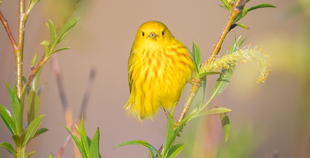 Yellow Warbler.